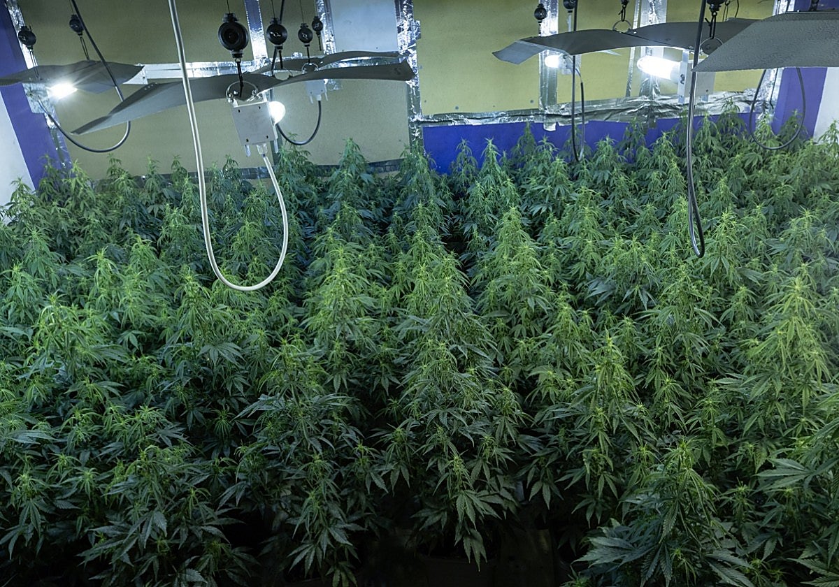 Condenado en un pueblo de Salamanca por tener 460 plantas de marihuana y defraudar más de 30.000 euros en electricidad