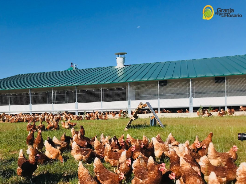 1 millón de gallinas, intoxicación en Vitoria y Zaragoza se defiende