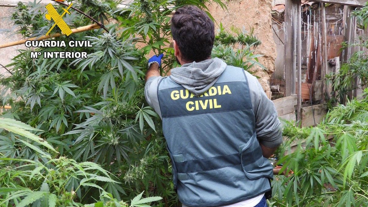 Plantación de marihuana localizada en la comarca de Jamuz, al sur de León.