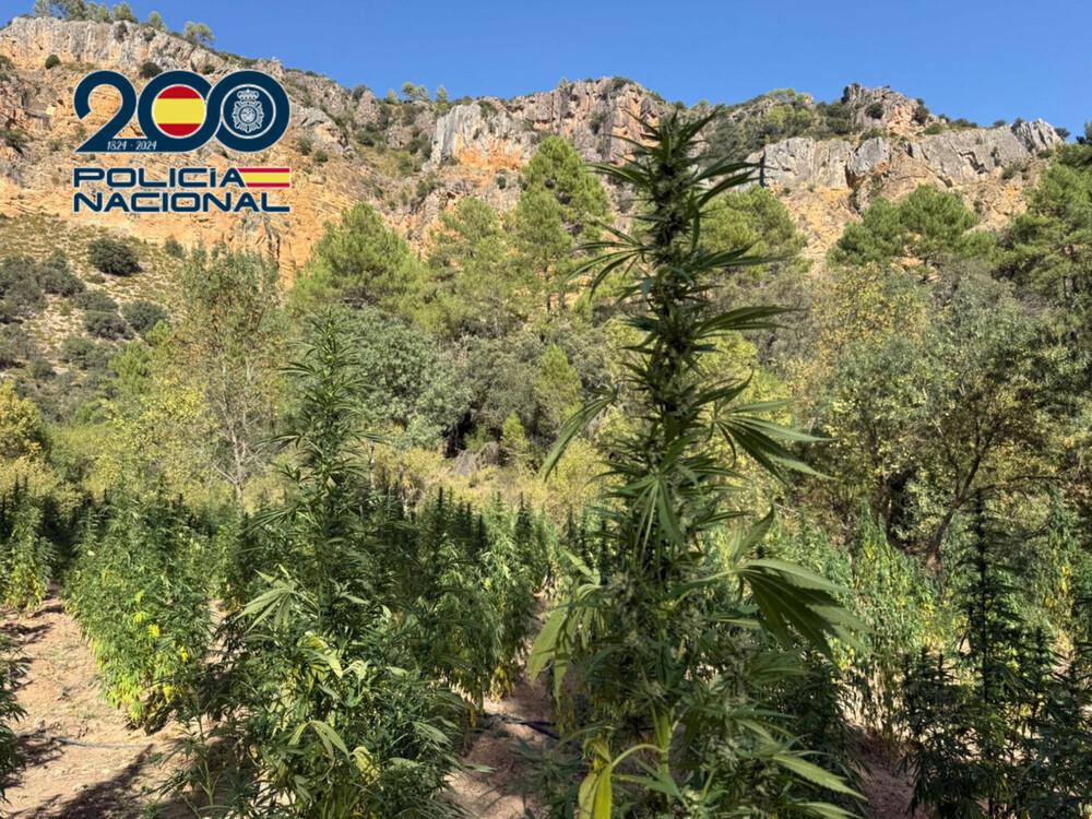Desmantelan 5.000 plantas de marihuana en la Serranía Baja