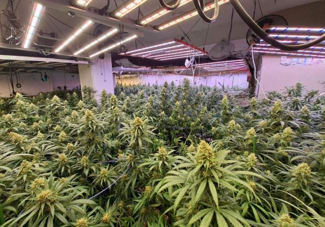 Marihuana Sant Just