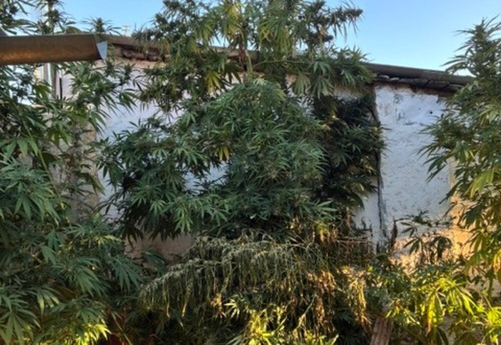 Desmantelan punto de cultivo y distribución de marihuana en Olmeda del Rey: detenido un hombre de 26 años