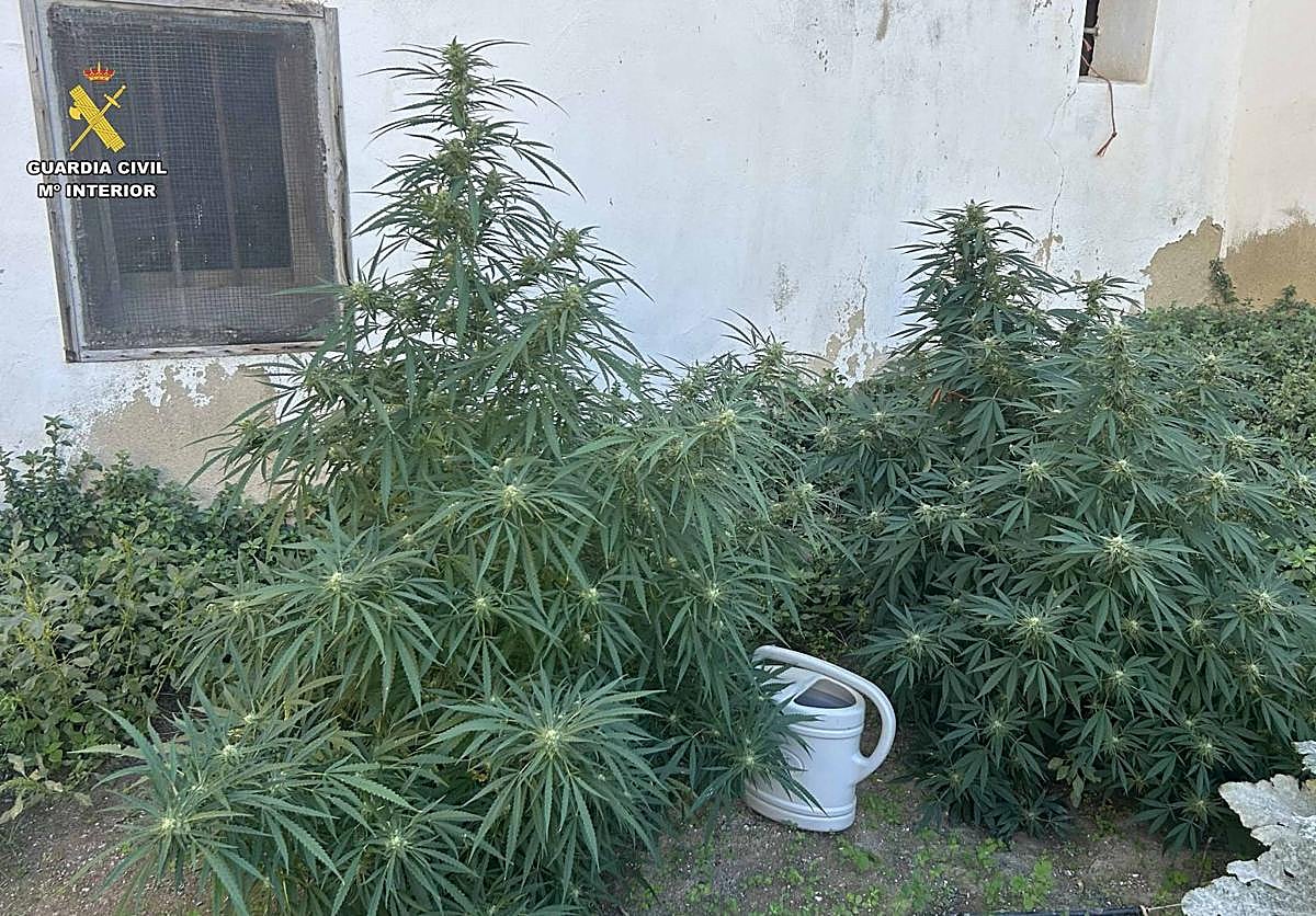Ocho investigados por cultivar 69 plantas de marihuana de gran altura en el valle del Leza y del Jubera