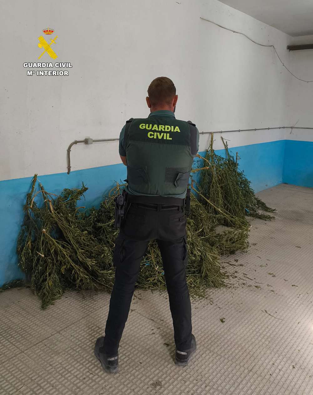La Guardia Civil desmantela un cultivo exterior de marihuana