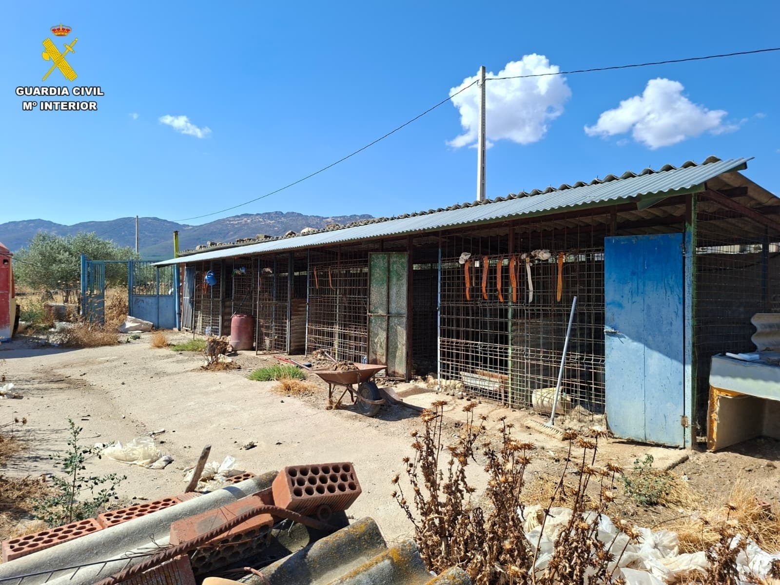 Perros muertos: Un caso de maltrato animal