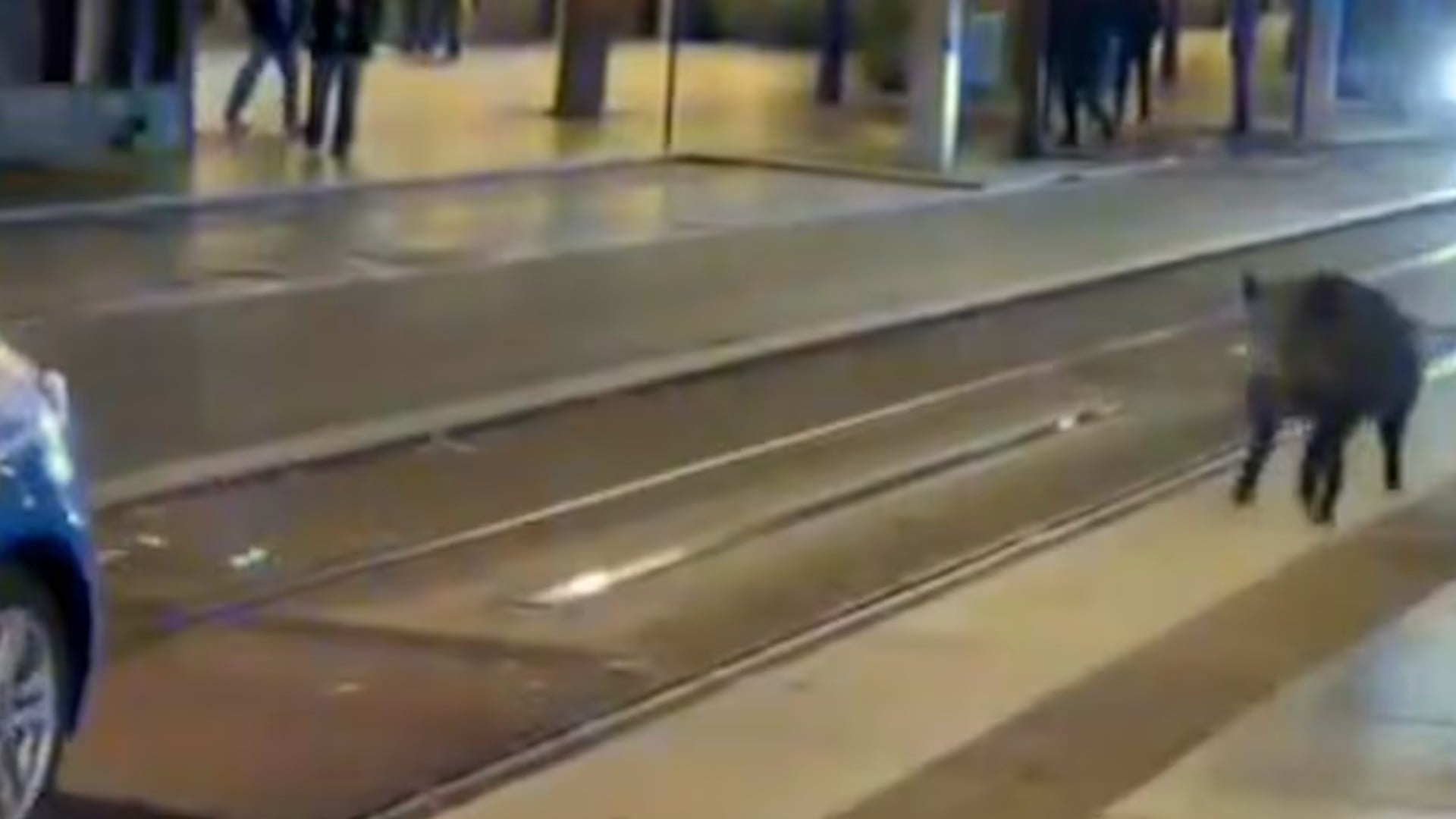 El jabalí recorrió distintas calles del centro de Zaragoza a altas horas de la madrugada. Fuente: redes sociales