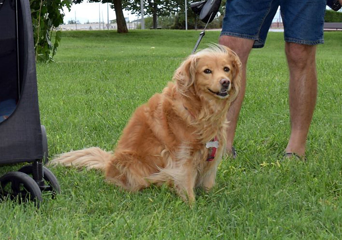Denuncian la muerte de un perro por intoxicación en el parque de Los Lirios de Logroño