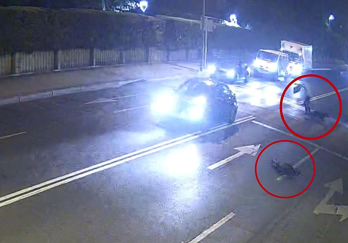 Mata a un perro al atropellarlo en un paso de peatones de Lardero y se da a la fuga