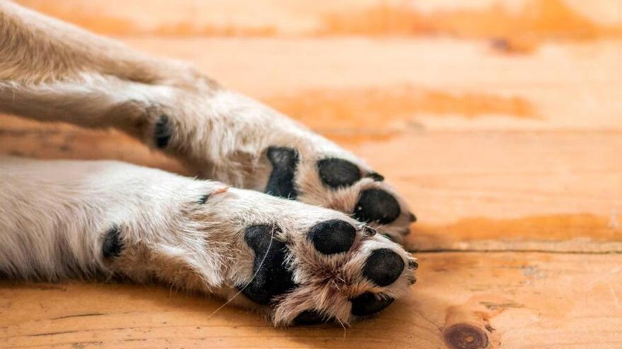 Desmantelados dos criaderos clandestinos de perros en la provincia de Cuenca