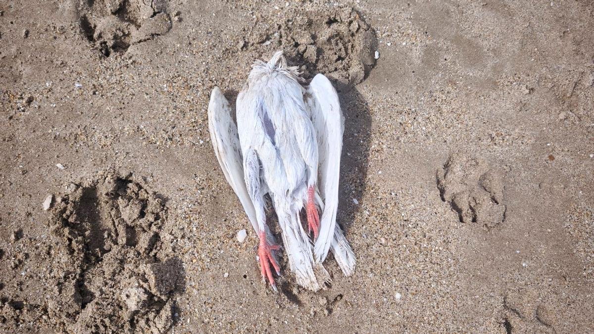Los Mossos investigan un posible ritual satánico en Coma-ruga