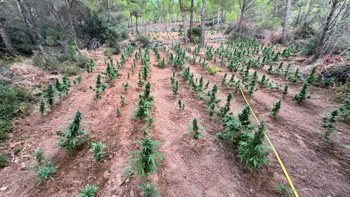Dos detenidos y un herido en un narcoasalto en una plantación de marihuana en Maspujols