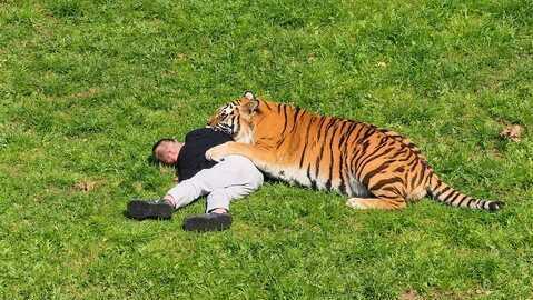 Un hombre muere tras ser atacado por un tigre en un zoo